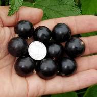 Саджанець Смородина Біг Бен